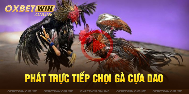 Phát trực tiếp chọi gà cựa dao