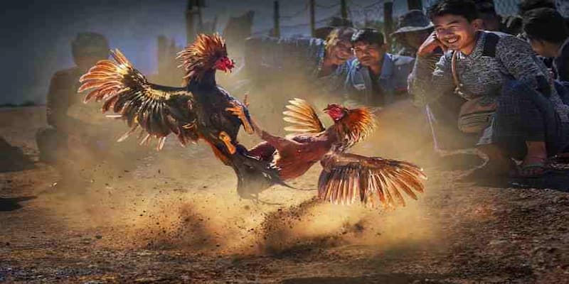 Lợi ích khi tham gia cộng đồng đá gà 18win