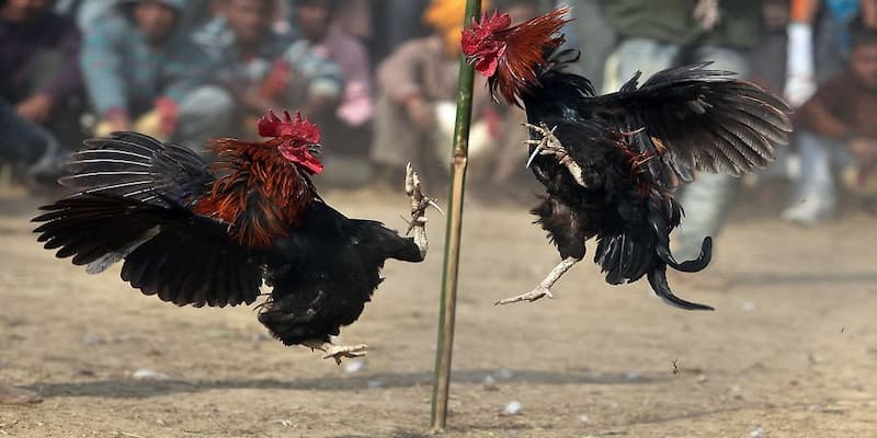 Đá gà 18win- Tựa game của những dân chơi thực thụ
